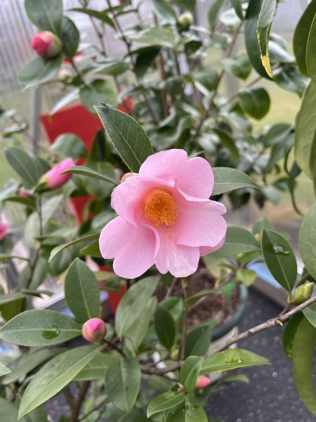 Da gmar Berghoff  16. März 2026