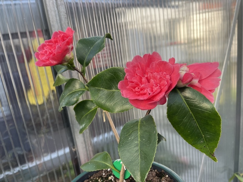 Sport von Albertie / Reed Prinz Albert 18. März 2026