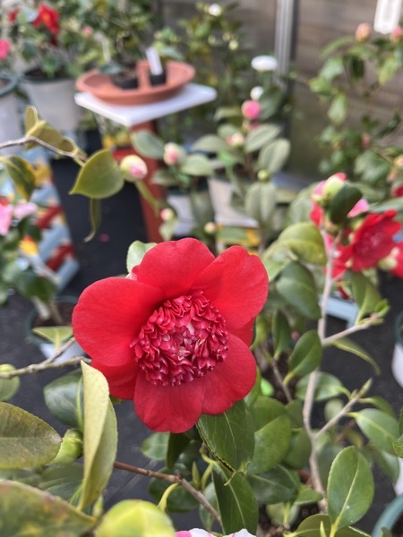 Bobs Tinsie 18. März 2026