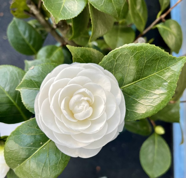 Albear 18. März 2026